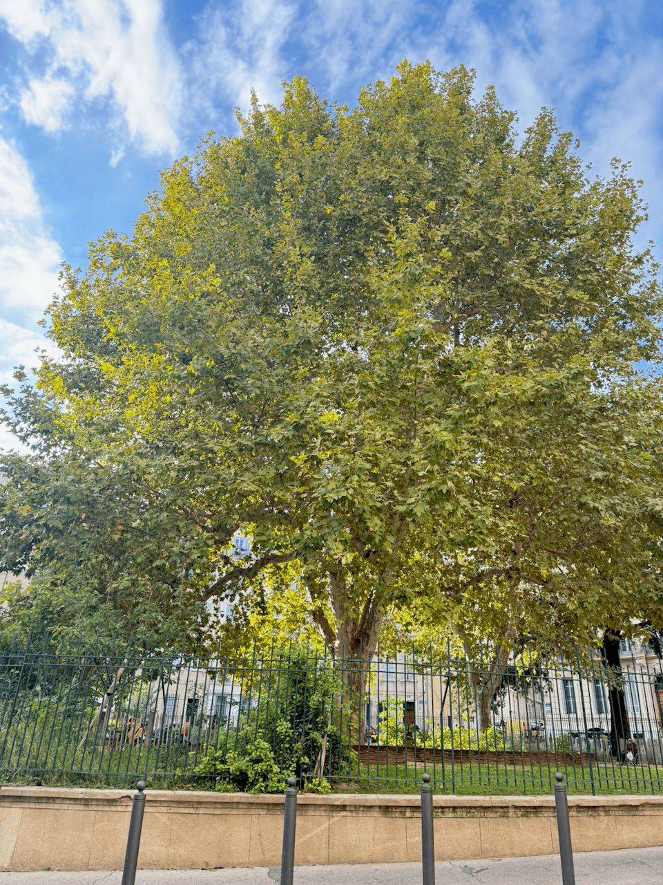 La verdure du parc Labadié vue du studio
